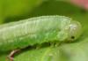 349984 – Photo : Catherine Reymonet-Smitten – France (19)